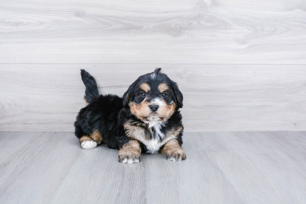 Meet Bryce - our Mini Bernedoodle Puppy Photo 2/3 - Premier Pups