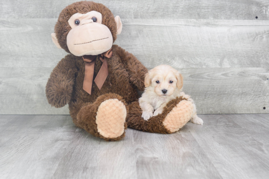 Adorable Maltepoo Poodle Mix Puppy