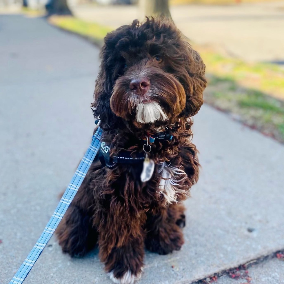 Cockapoo showcasing its elegance