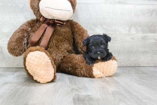 Popular Morkie Designer Pup