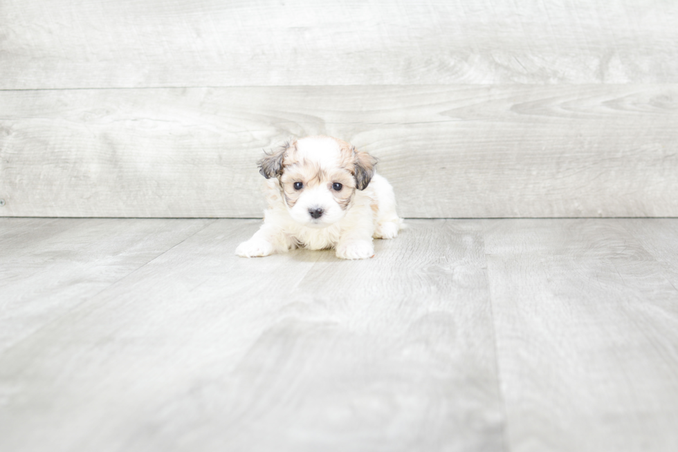 Meet Lenny - our Maltipoo Puppy Photo 1/3 - Premier Pups