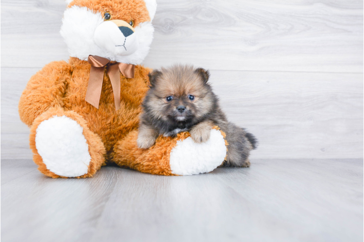 TEACUP POMERANIAN PUPPY