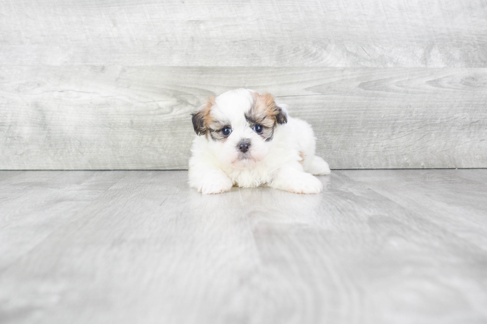 Meet Alexa - our Teddy Bear Puppy Photo 2/4 - Premier Pups