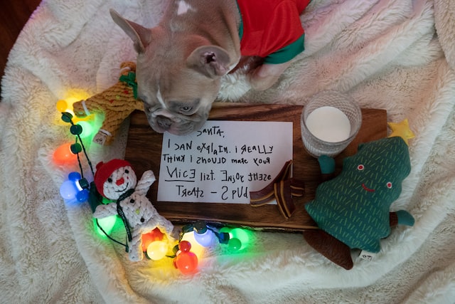 French bulldog puppy sitting on a letter to santa