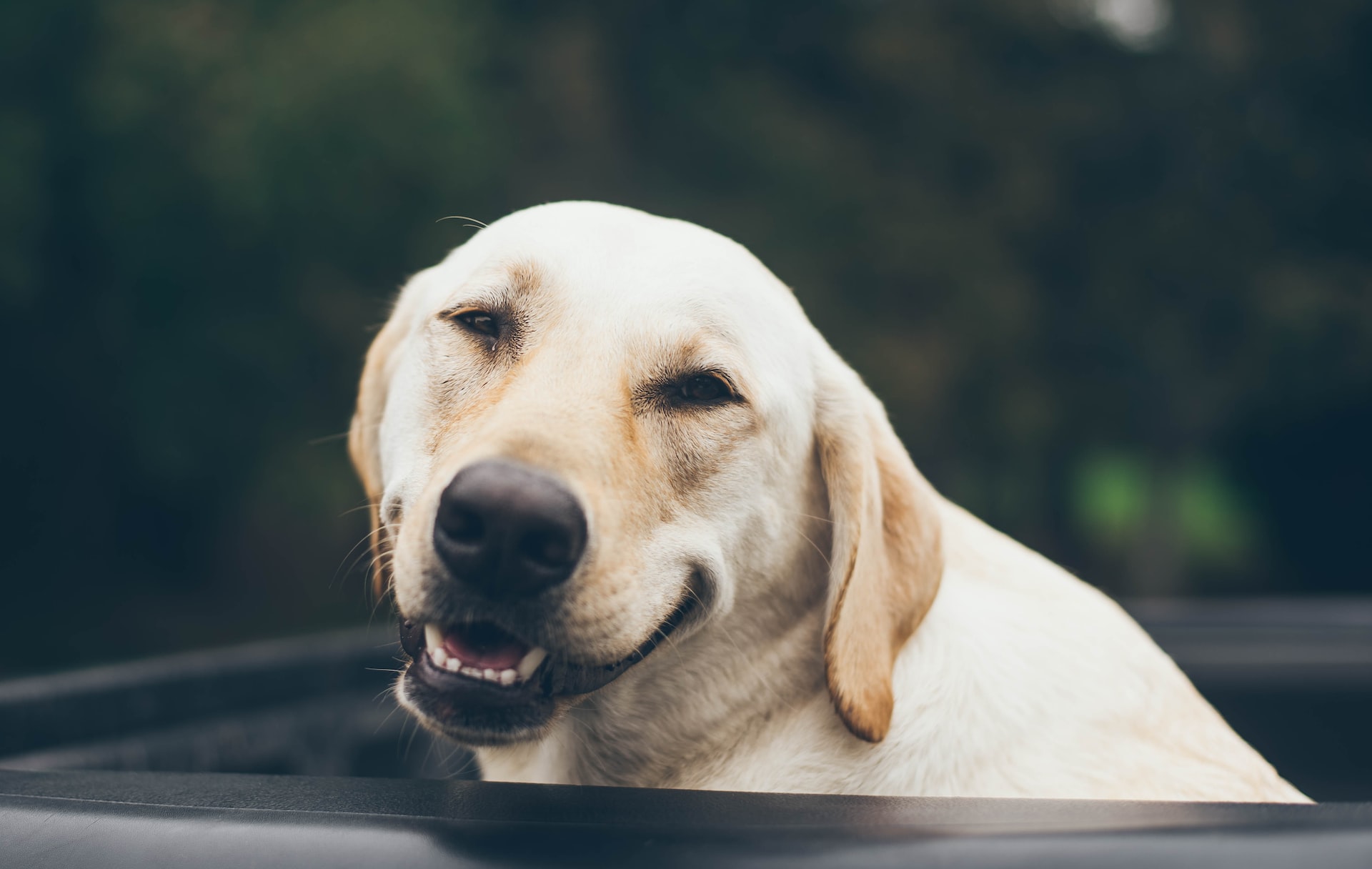 hilarious puppy laugh