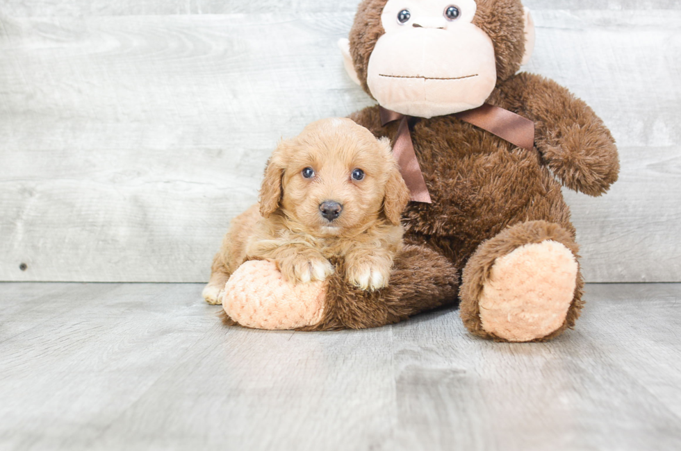 Small breed puppies for sale Teacup Pups for sale in Ohio Premier Pups