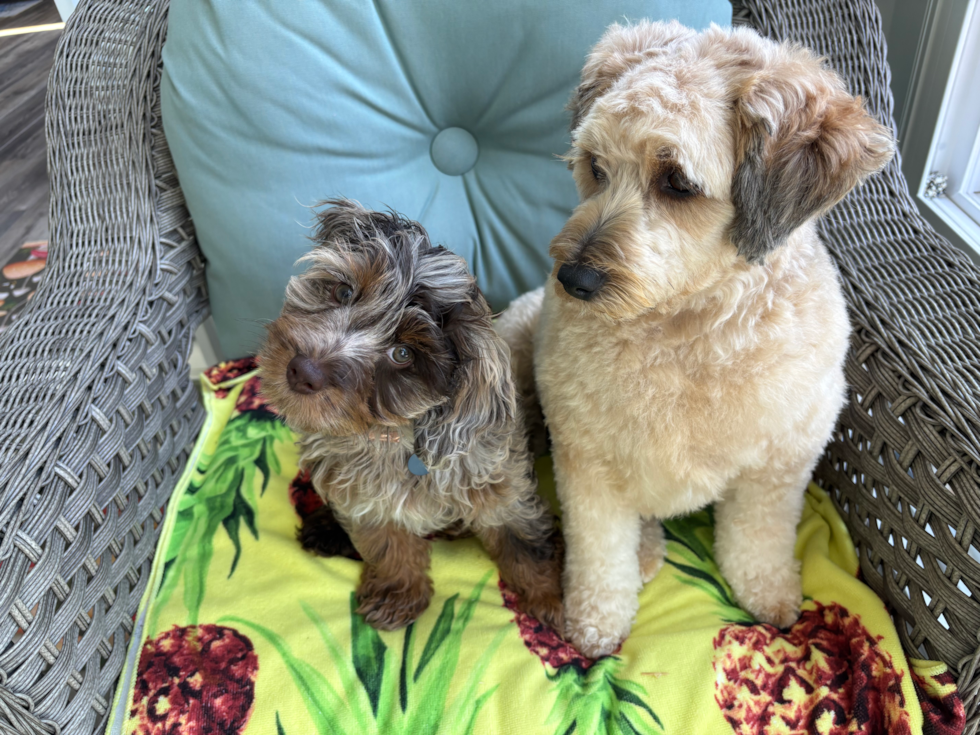 2 dogs - a cockapoo next to a white dog - do cockapoos bark a lot