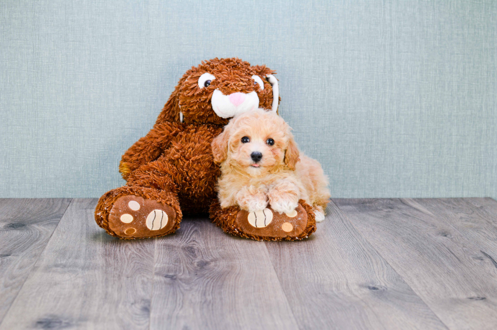 Small breed puppies for sale Teacup Pups for sale in Ohio Premier Pups