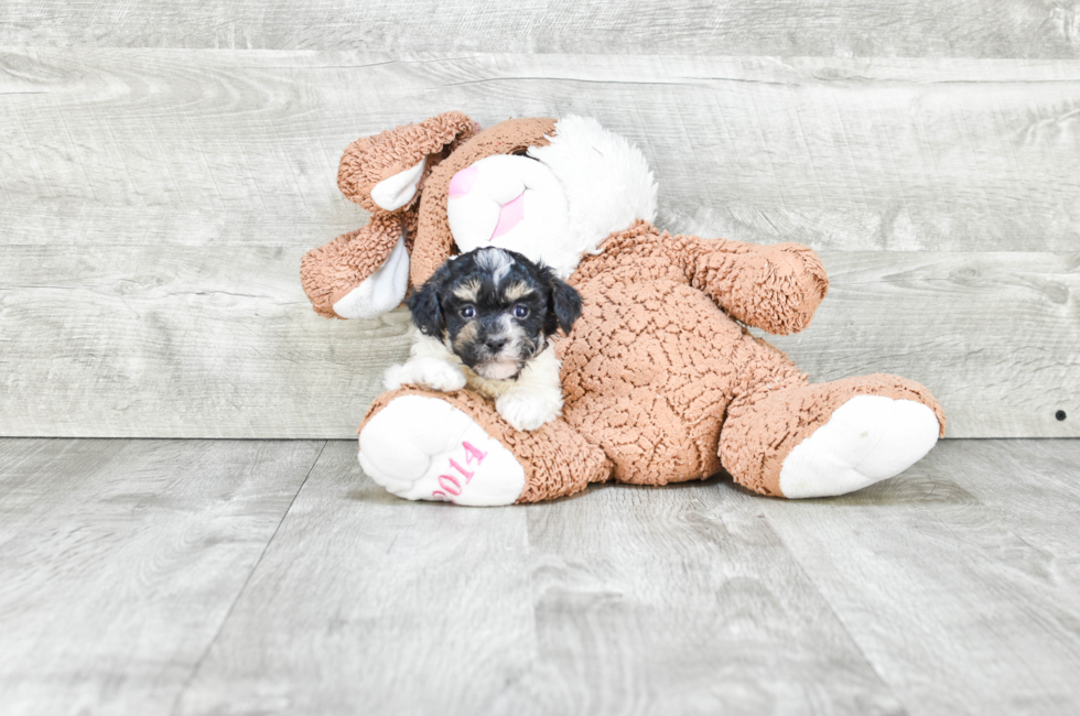 Havanese Puppies for Sale | On-the-spot Adoption in Ohio ...