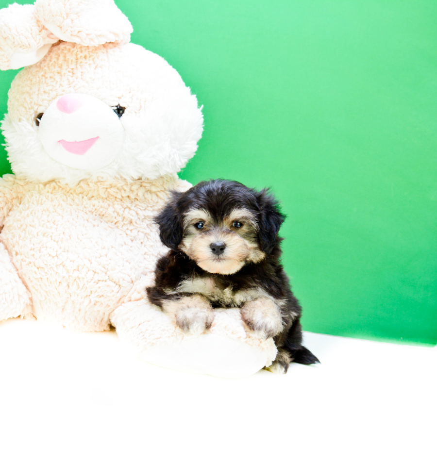 morkie puppies adoption teacup samson is our morkie puppy for adoption morkie puppies adoption teacup samson is our morkie puppy for adoption
