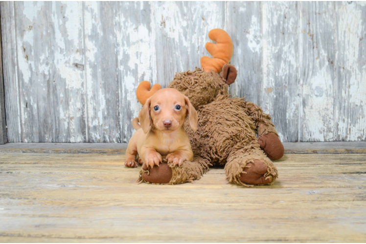 Dachshund Puppy for Adoption