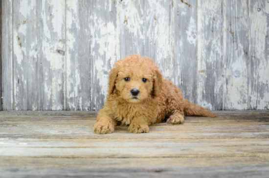 Best Mini Goldendoodle Baby