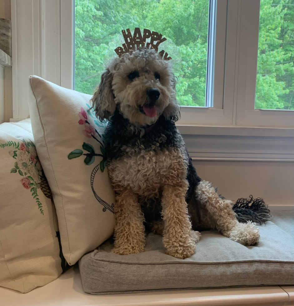 full grown mini bernedoodle with curly coat sitting on a couch - multi generation bernedoodles