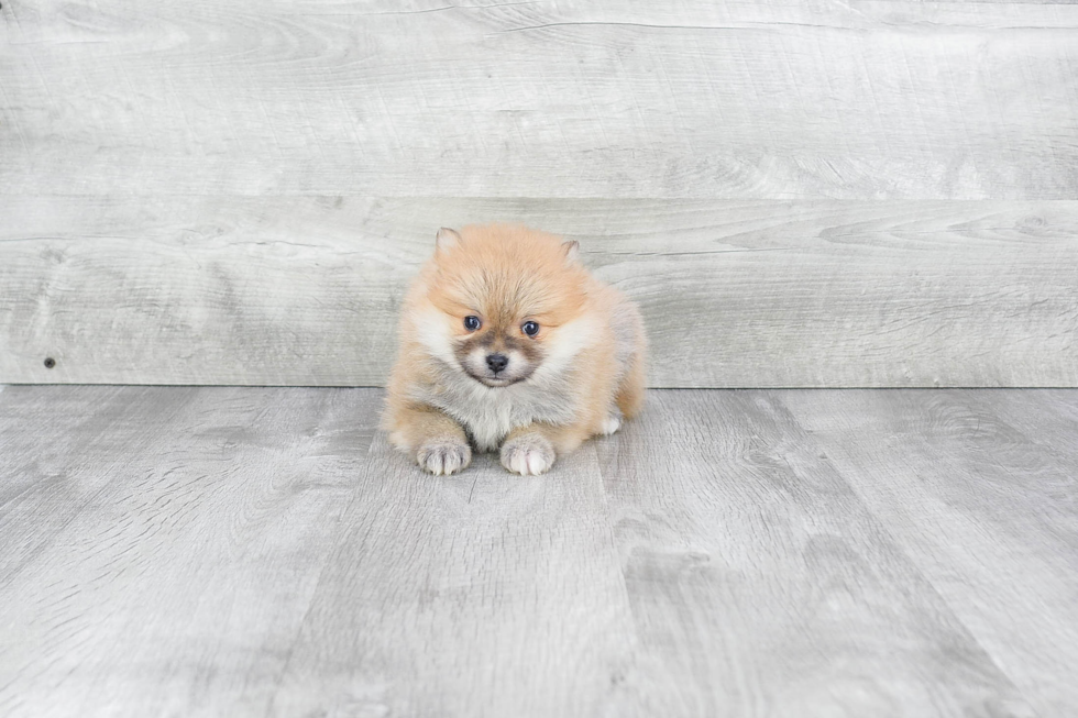 Friendly Pomeranian Purebred Pup