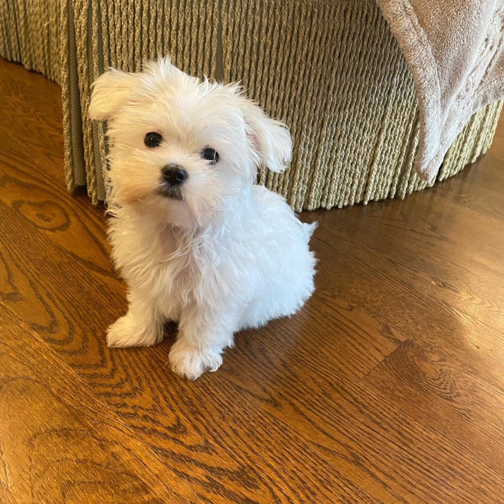 white maltese dog