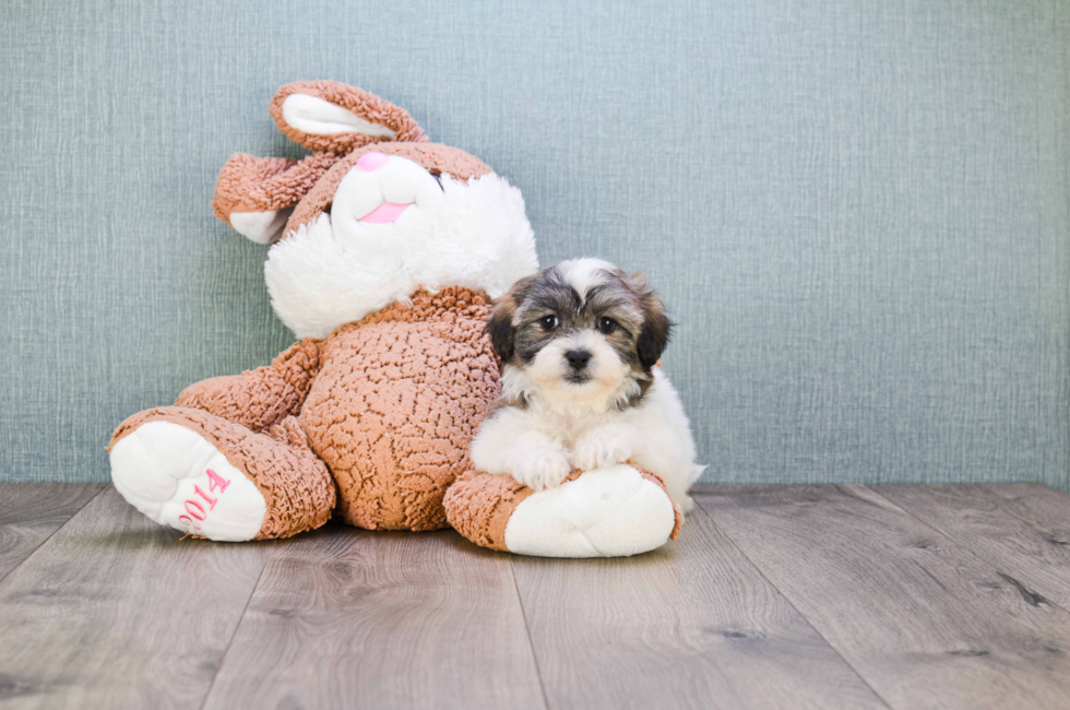 where to buy a teddy bear puppy