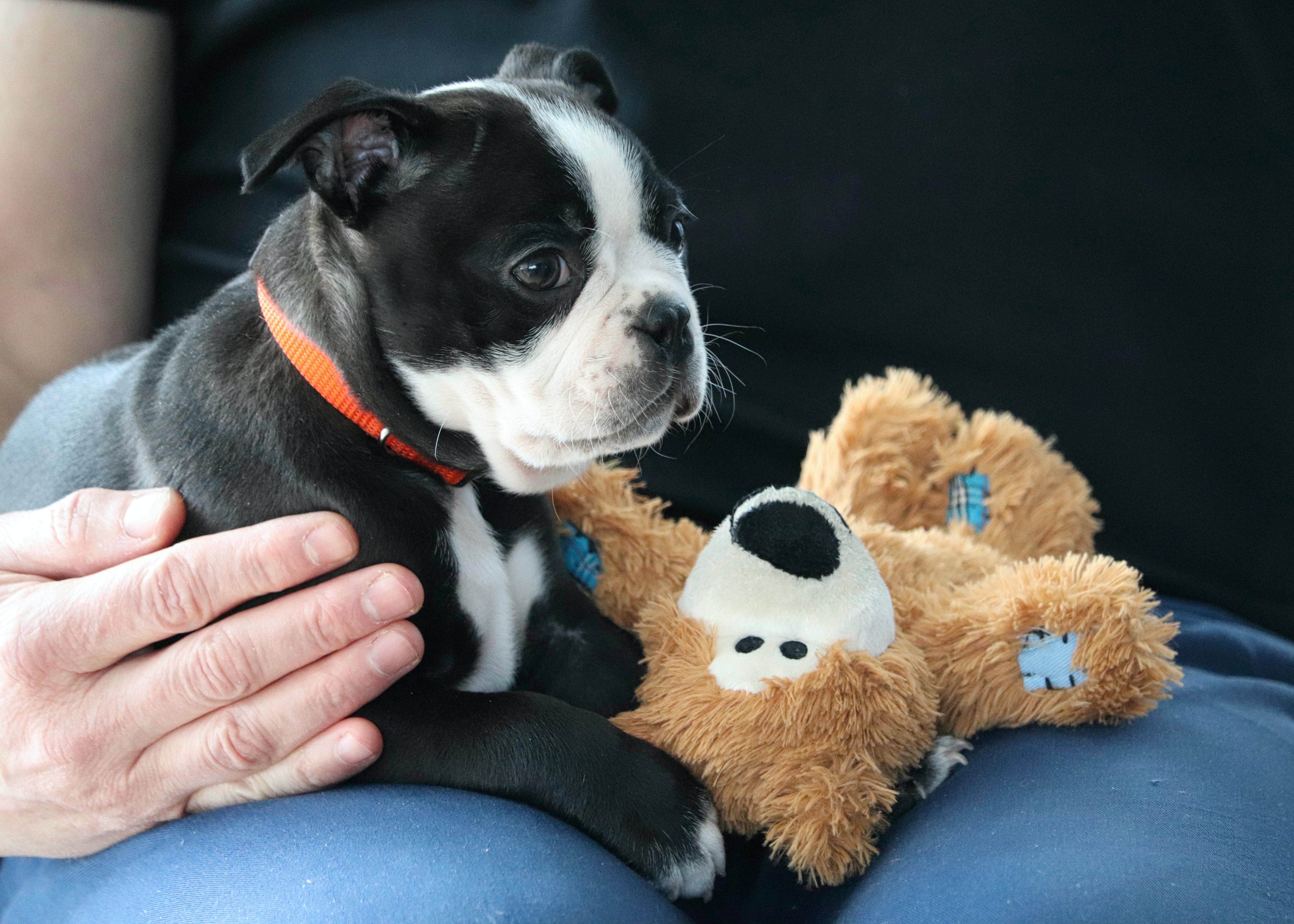 black and white Boston terrier puppy sitting on a lap