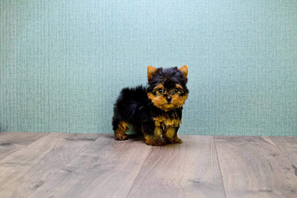 Meet Micro-Teacup-Victoria - our Yorkshire Terrier Puppy Photo 