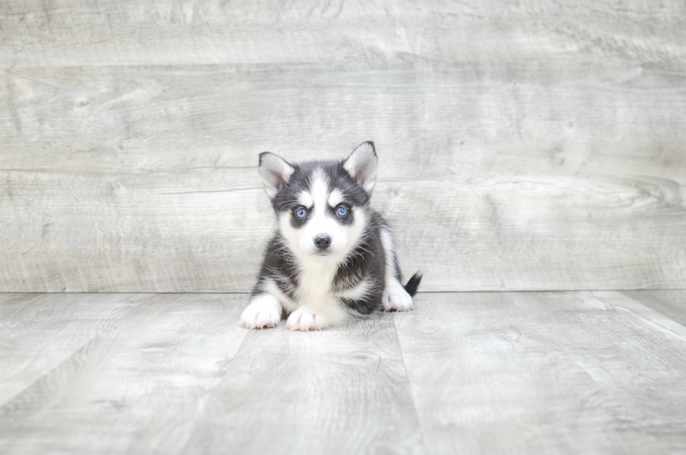 Pomsky puppies for sale | Small cross puppies breeds for sale in Ohio