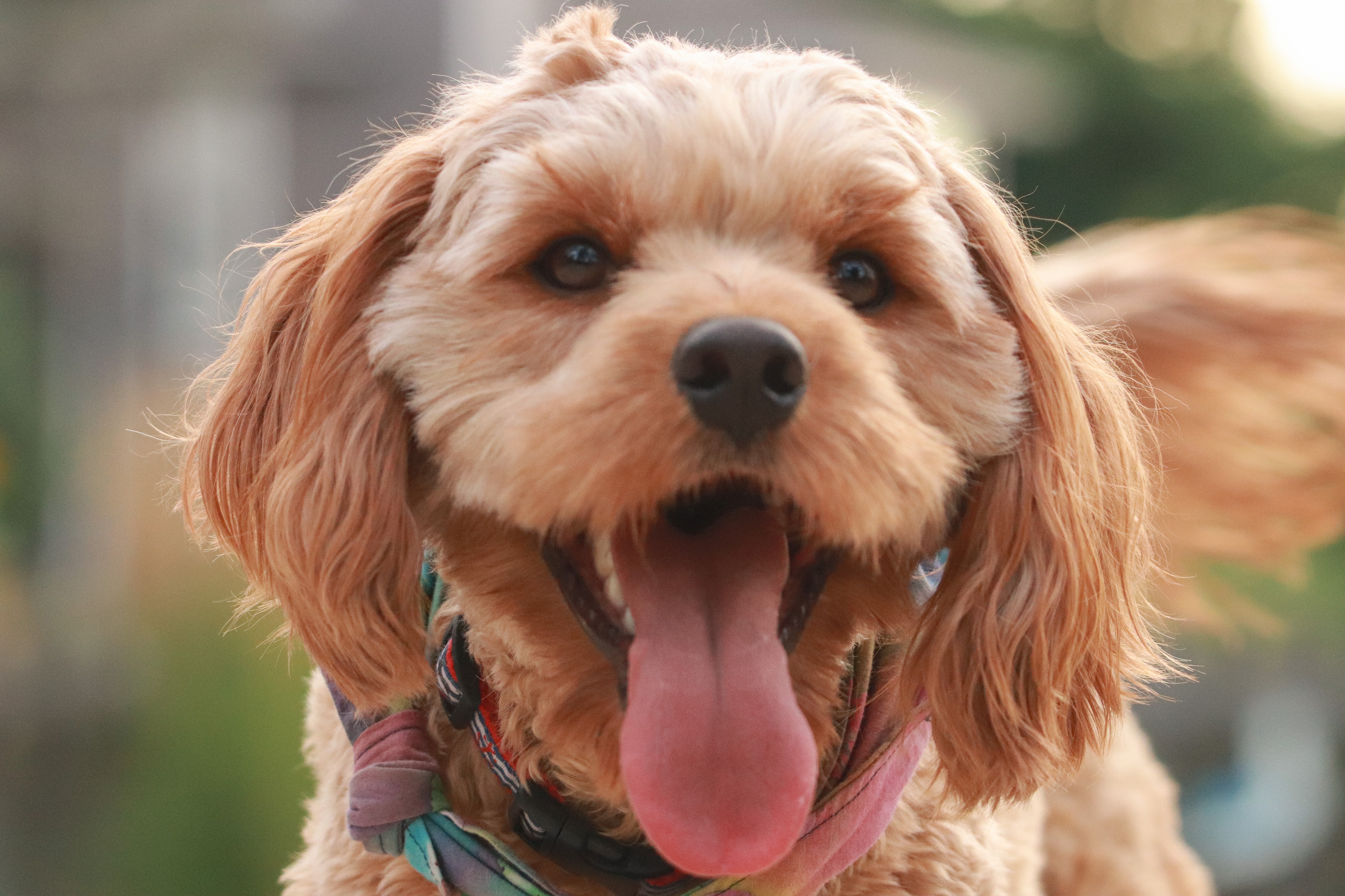 brown cockapoo dog smiling