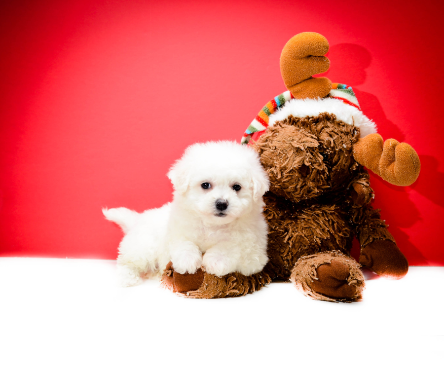 71 Indianapolis Business for Sale Listings Found WELCOME TO ABCPUPPY - Maltipoo Puppies For Sale Home of the best designer breeds like Maltipoo, Bichpoo or Poochon, Shihpoo, Malshipoo, Maltichon, Malshi Sign up to our mailing list and be notified on new litters, click here. Maltipoo Puppies For Sale.