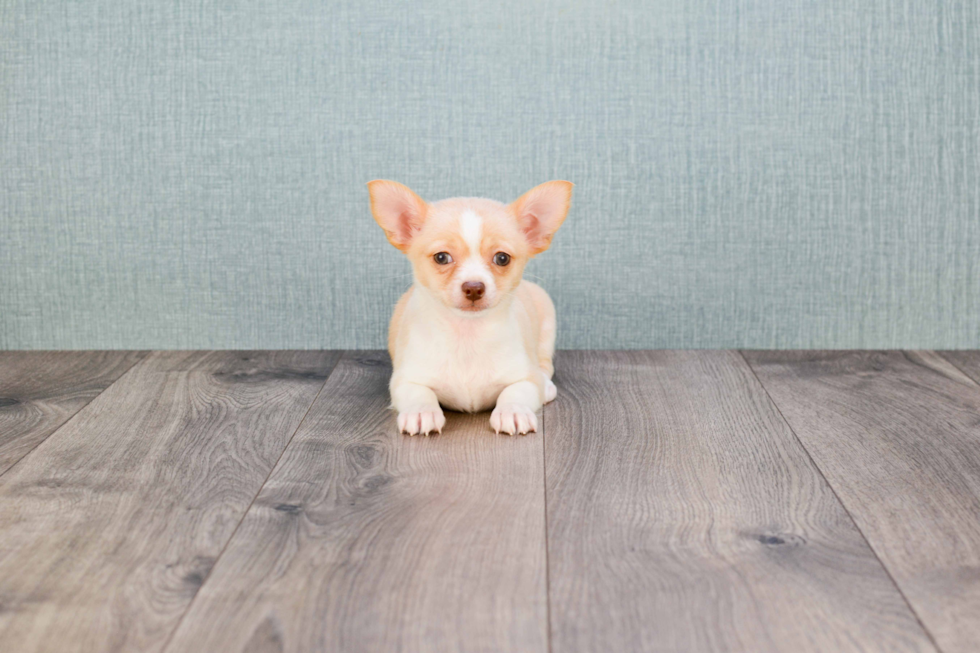 Cute Chihuahua Mix Puppy