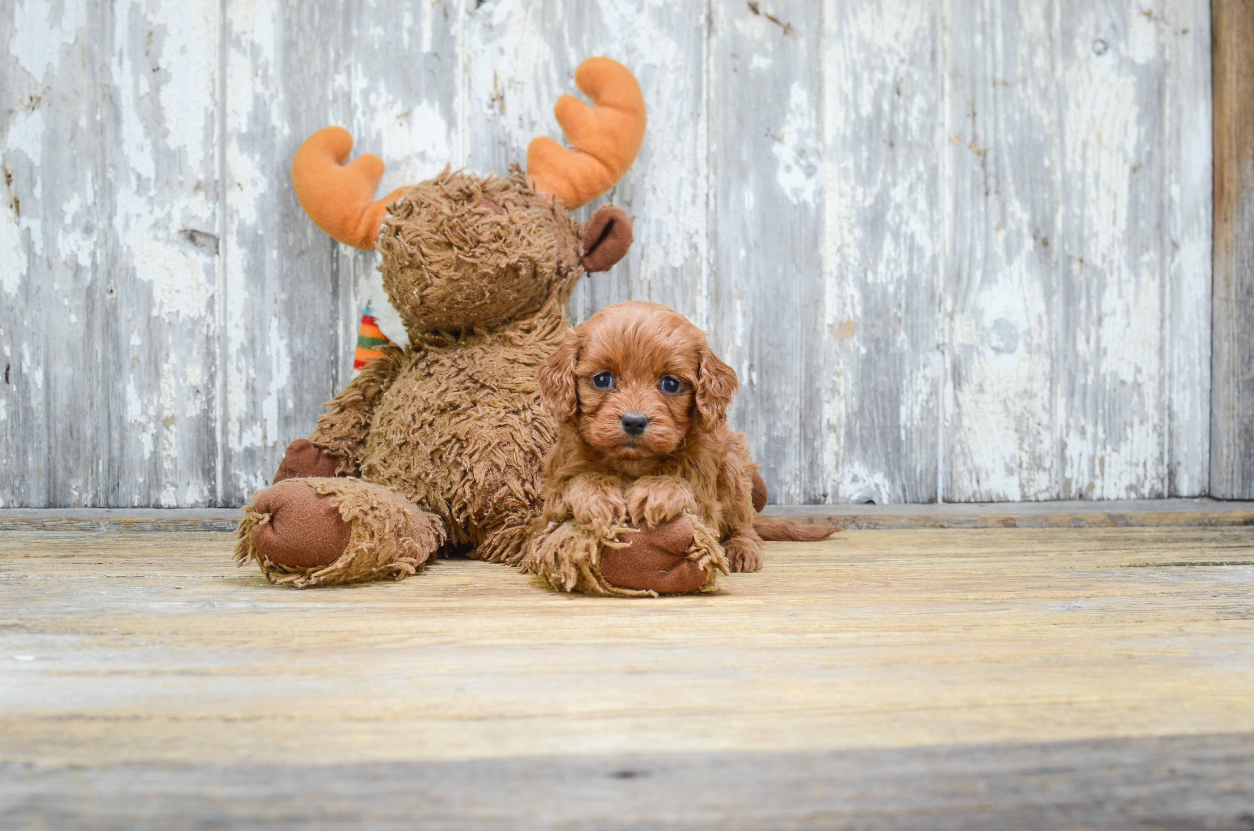cavapoo cuddly toy