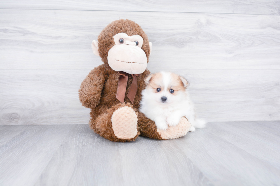 Pomeranian puppies for sale Teacup breed Pom puppies for sale in Ohio