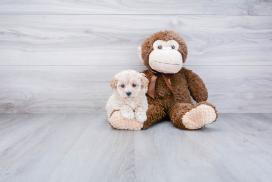 Small Maltipoo Baby