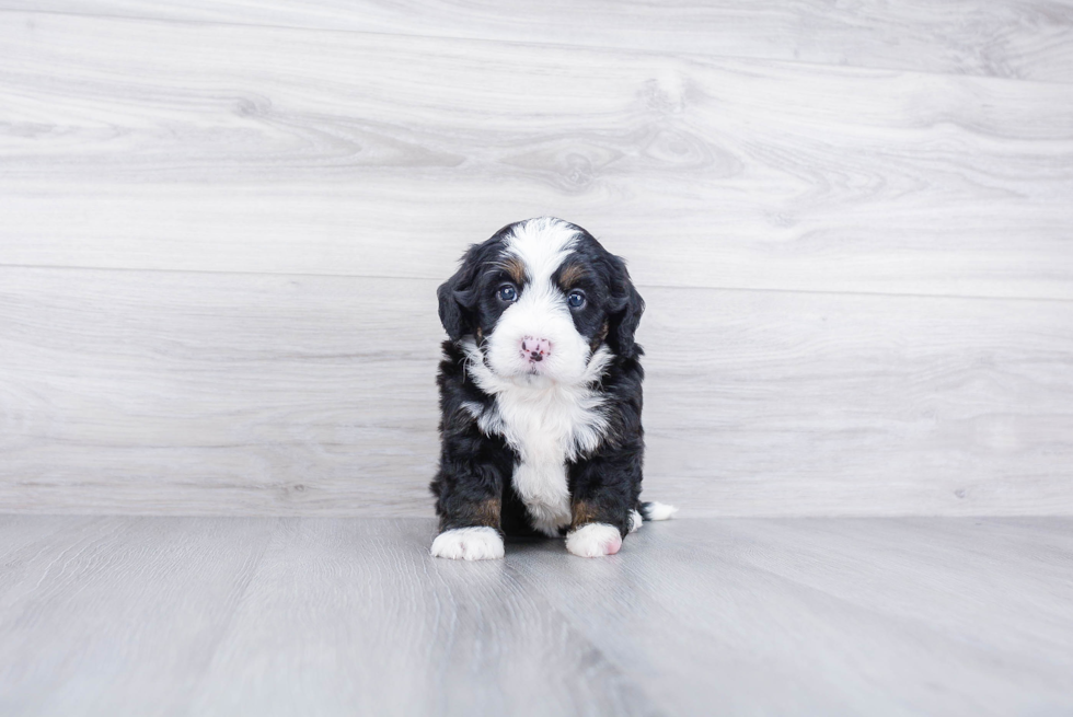 Meet Bristol - our Mini Bernedoodle Puppy Photo 2/3 - Premier Pups