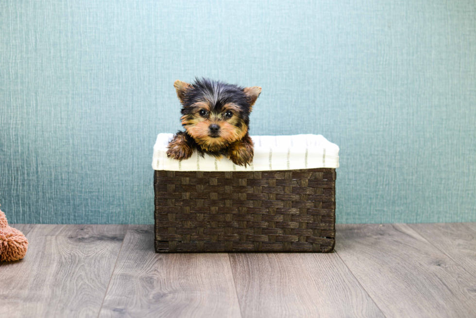Meet Micro-Teacup-Twinkle - our Yorkshire Terrier Puppy Photo 