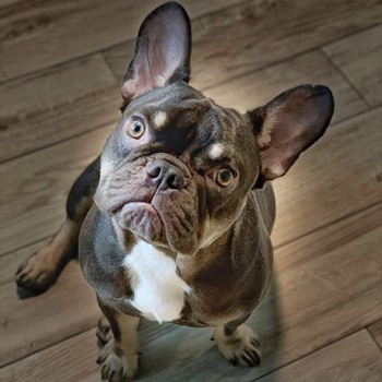 French Bulldog sitting down and looking up at its owner