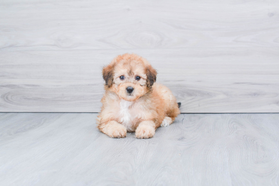 Meet Sadie - our Mini Bernedoodle Puppy Photo 3/3 - Premier Pups