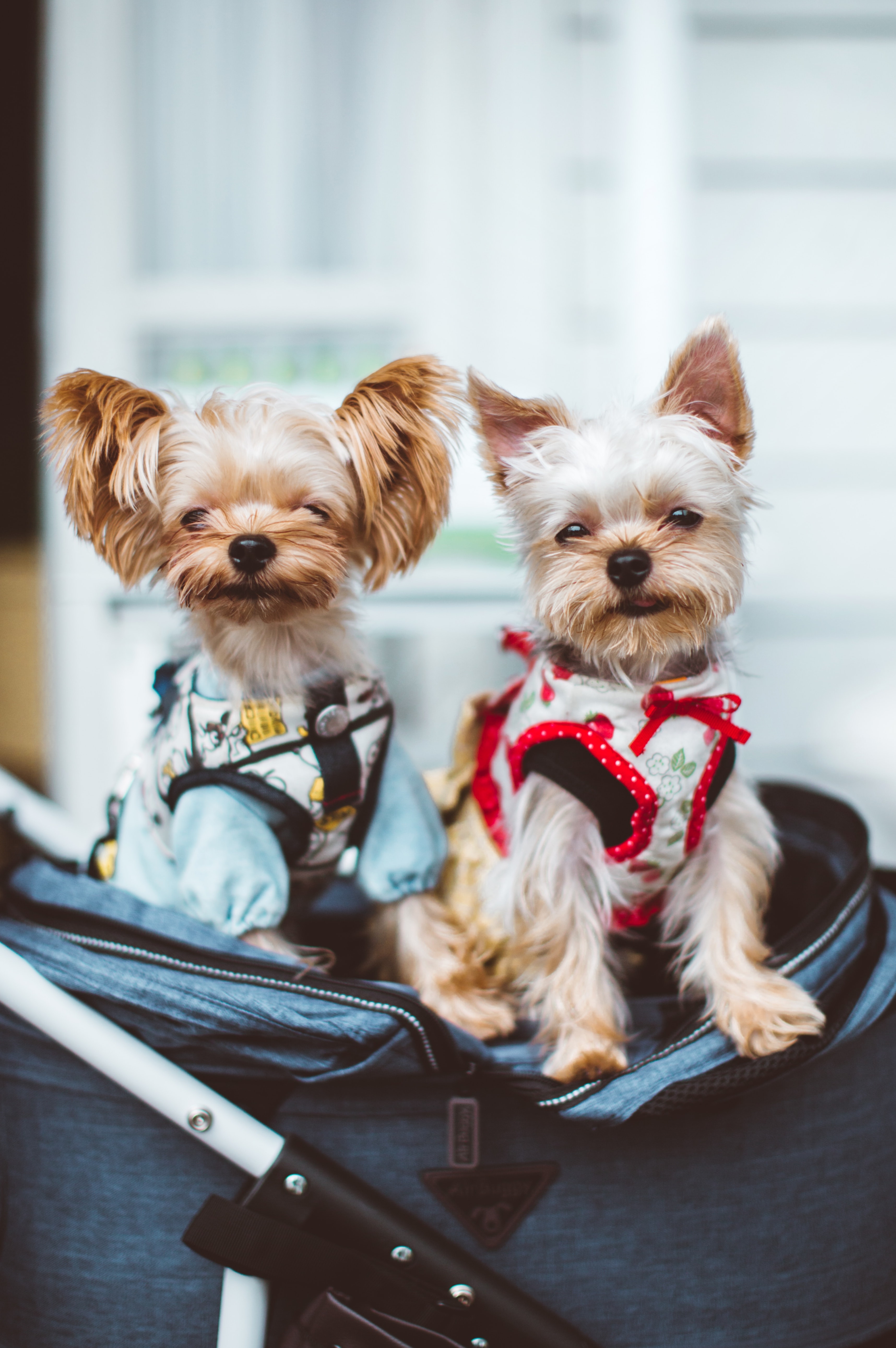 two Yorkshire Terrier dogs in a carry on