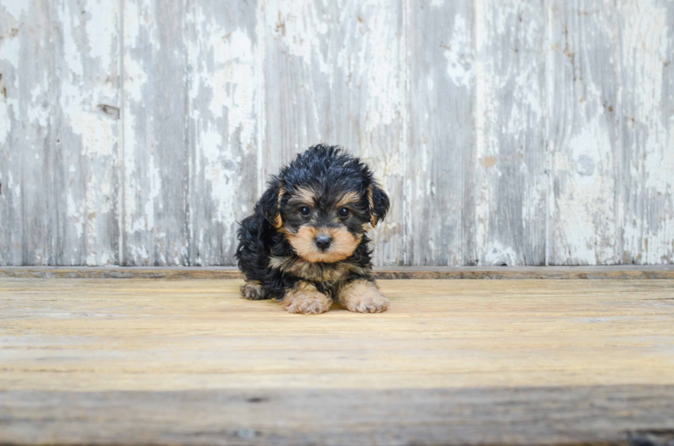Energetic Yorkie Doodle Poodle Mix Puppy
