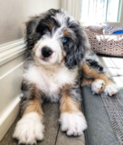 Mini Bernedoodle Being Cute