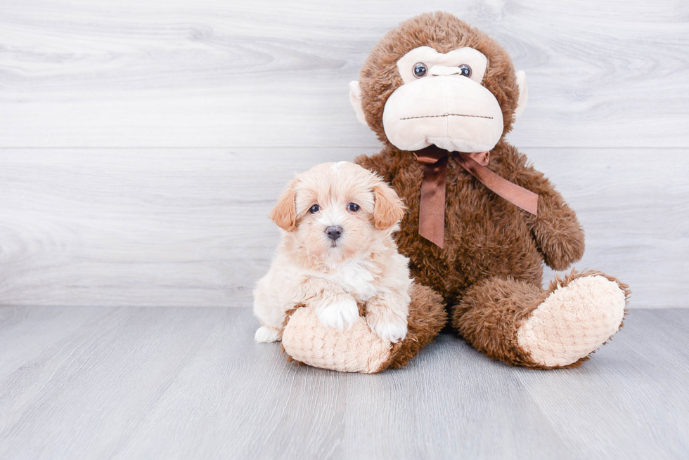 Maltipoo Puppy for Adoption