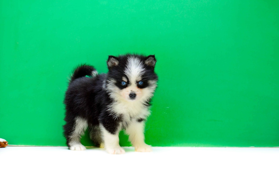 Affordable pups for sale results found in Puppies for sale and dogs for sale also, kittens, goats and other animals for sale. Advertise your Puppies, Dogs and Other Animals for £6 until sold.