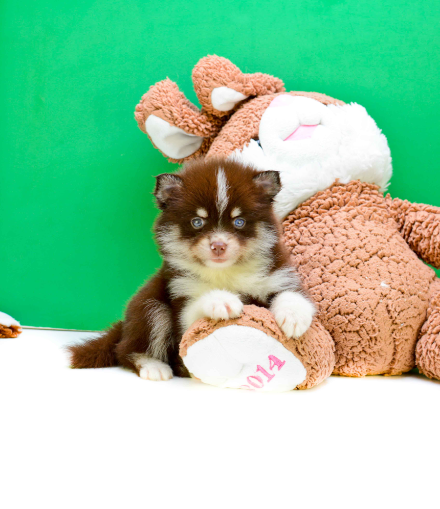 Teacup Buckeye is our POMSKY PUPPY FOR SALE!!!!