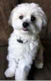 Puppy For Sale - Premier Pups Funny Maltipom Designer Pup