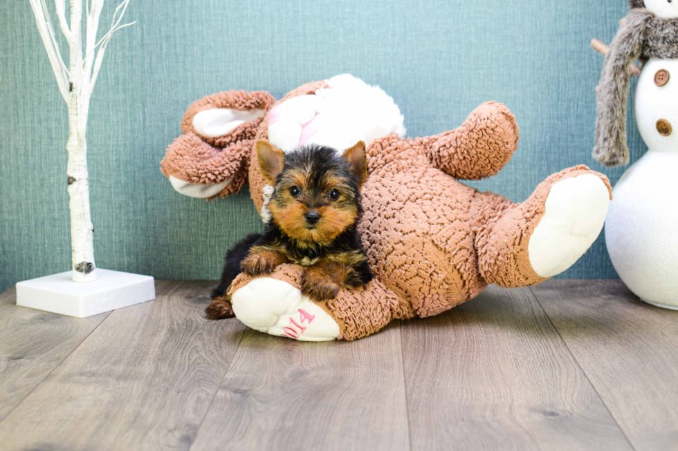 Meet Microteacup-Tinkerbell - our Yorkshire Terrier Puppy Photo 