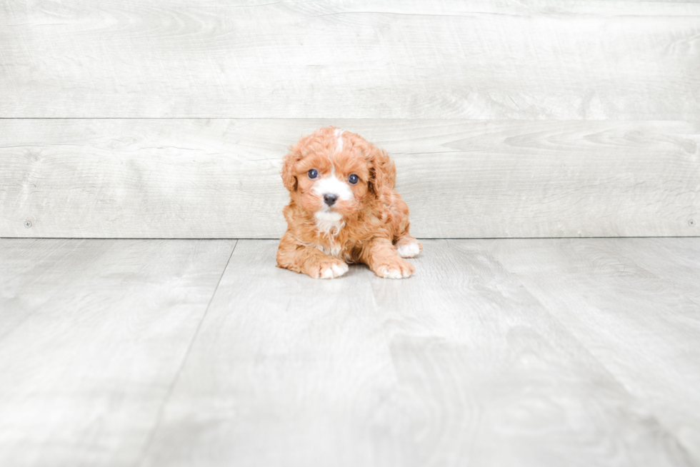Meet Vinson - our Cavapoo Puppy Photo 2/4 - Premier Pups