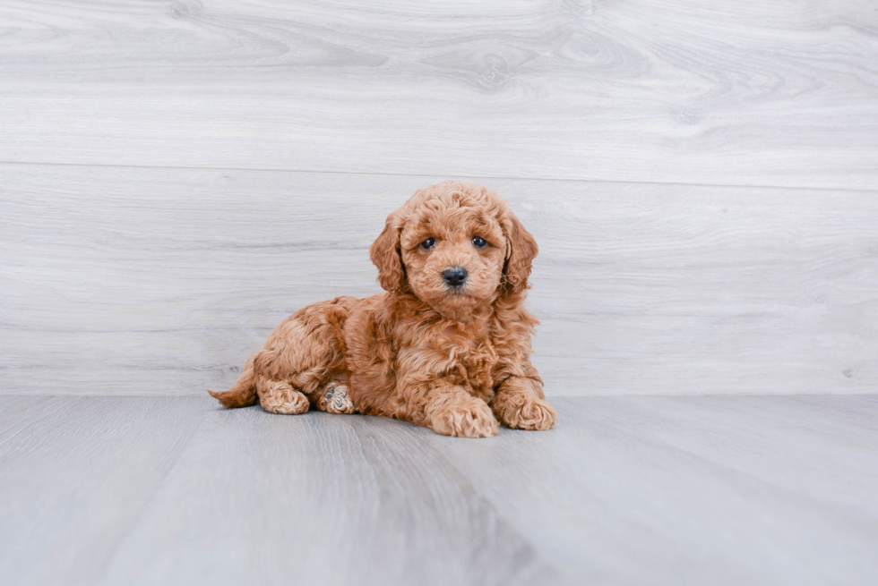 Meet Adora - our Mini Goldendoodle Puppy Photo 1/3 - Premier Pups