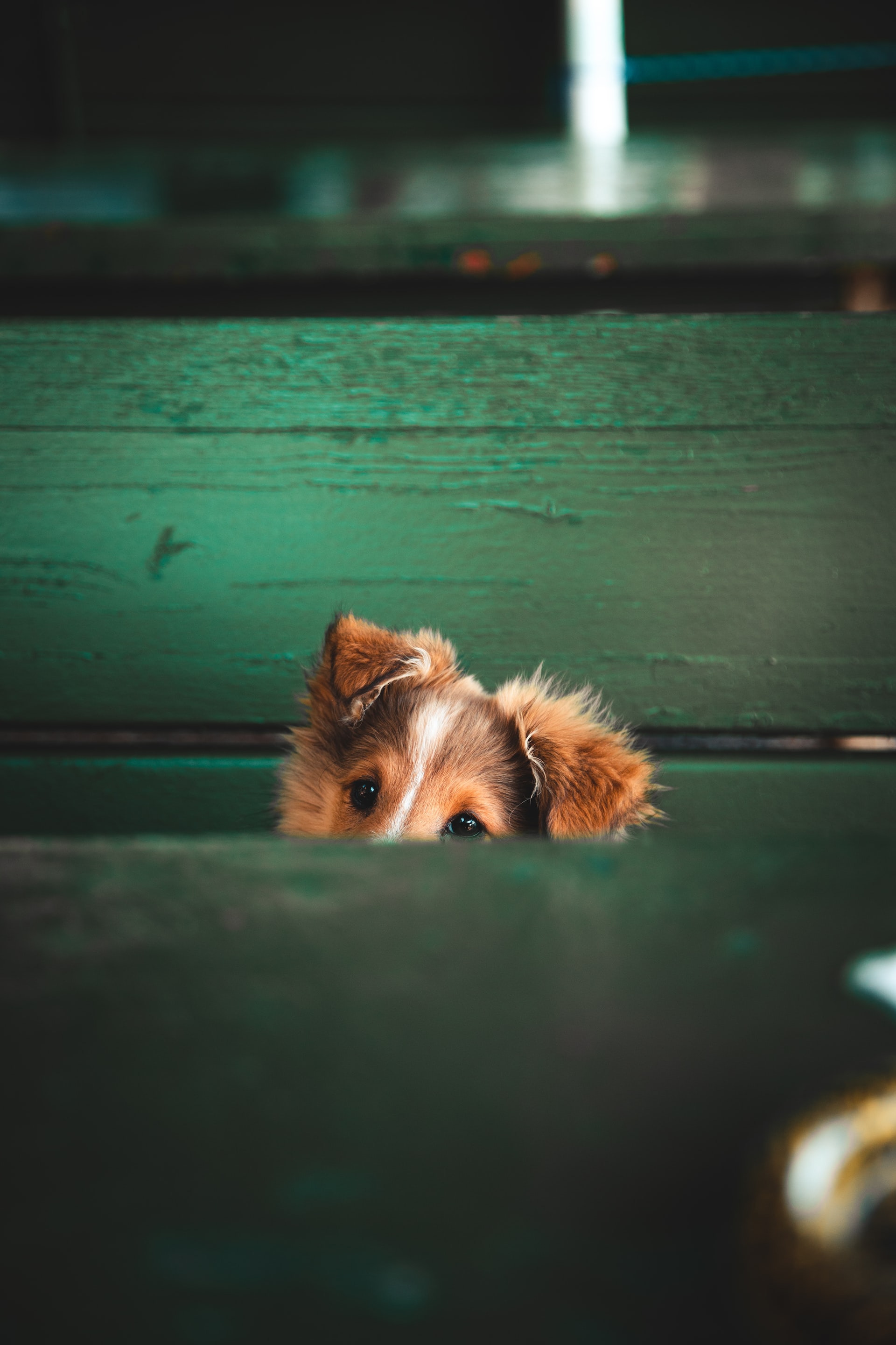 puppy hidden behind green wood
