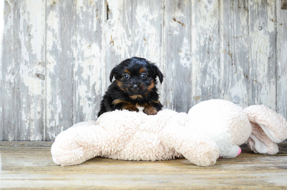 Meet Sheena - our Yorkshire Terrier Puppy Photo 