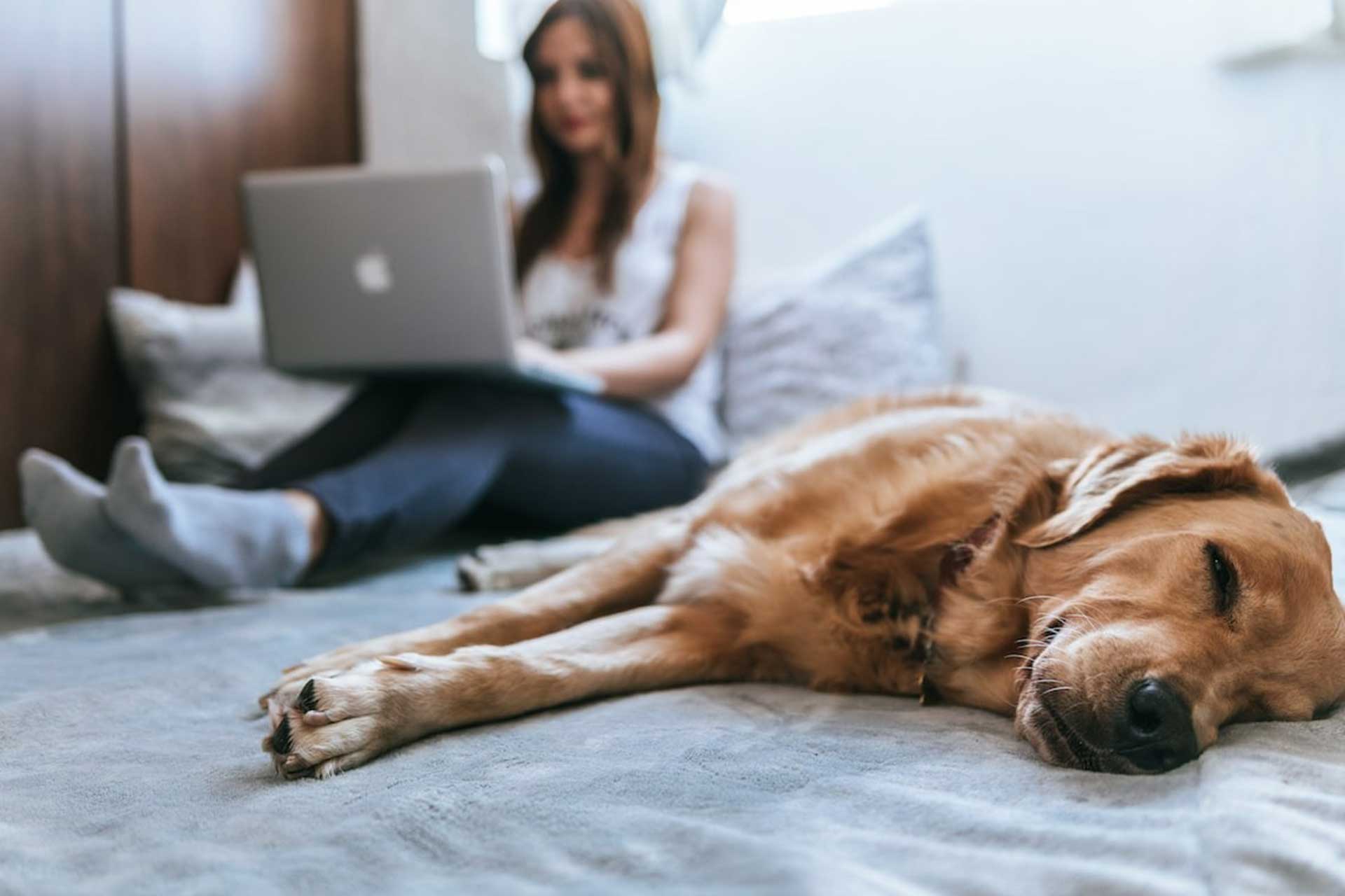 Human and Dog Bond Unconditional Love