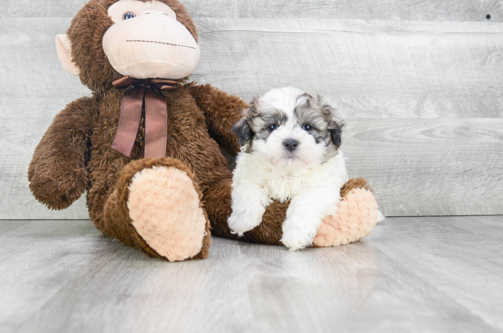 Teddy Bear Puppies for Sale Shichon Puppies