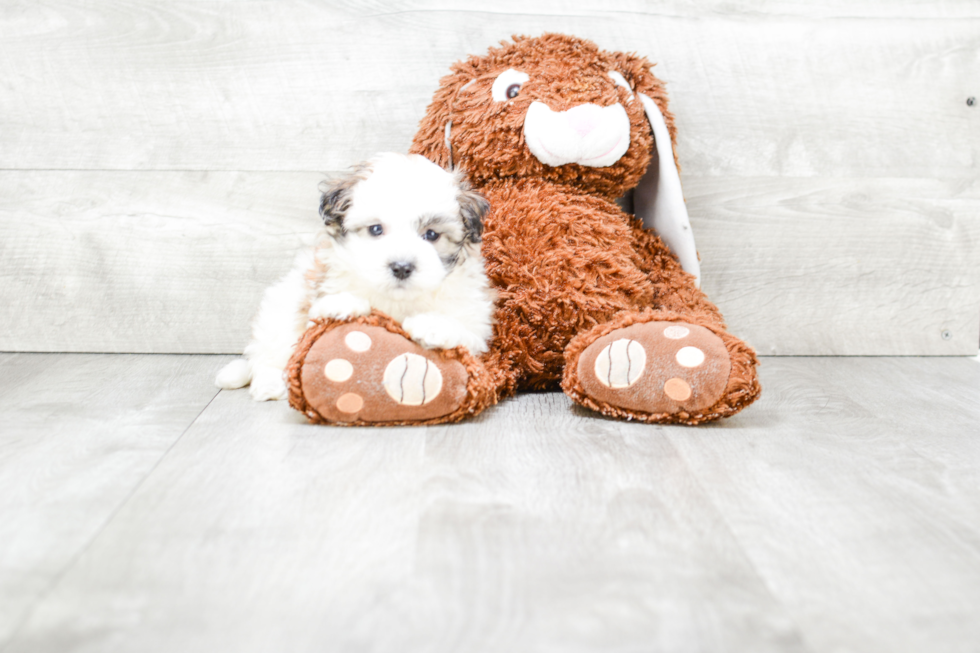 Meet Lincoln - our Maltipoo Puppy Photo 4/4 - Premier Pups