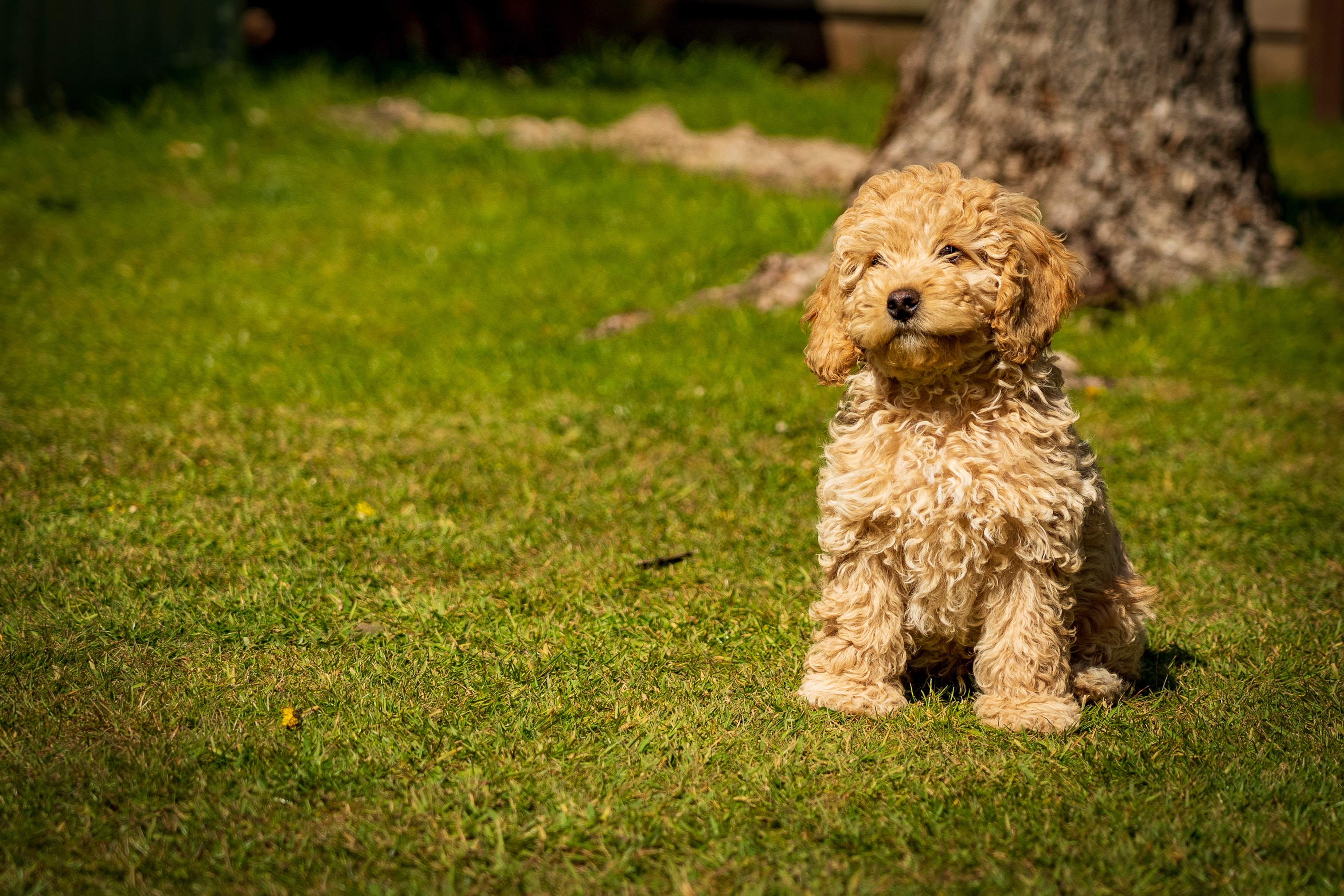 toy mini labradoodle with tan coat sitting on the grass