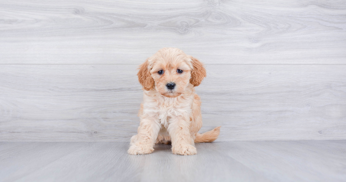 F1B MINI GOLDENDOODLE PUPPY